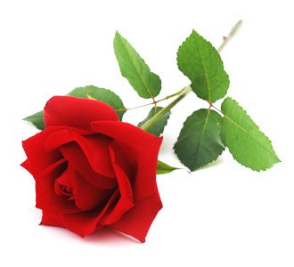 花的故事