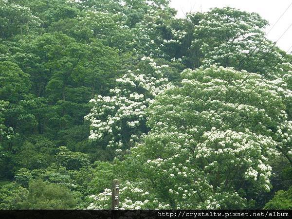 桐花開