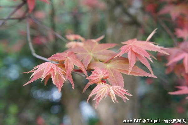 20120408-DSC03906台北奧萬大