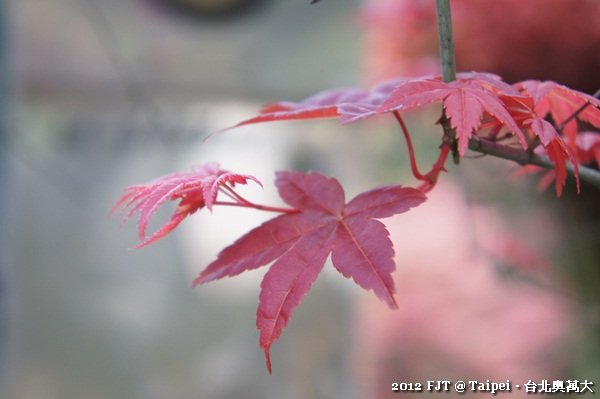 20120408-DSC03920台北奧萬大