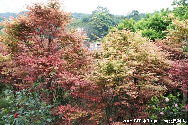 20120408-DSC03924台北奧萬大