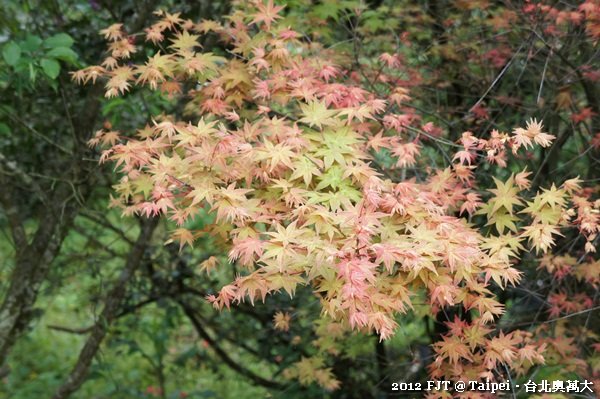 20120408-DSC03934台北奧萬大