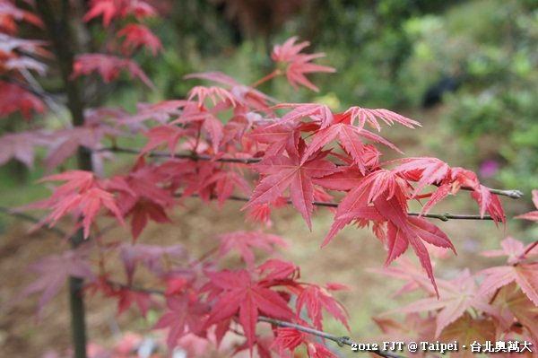 20120408-DSC03916台北奧萬大