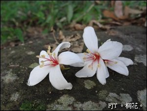 s20120501-DSC01779桐花