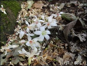 s20120501-DSC01782桐花