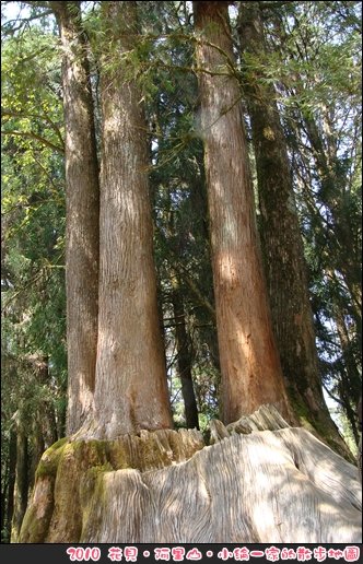 20100320-0213阿里山賞櫻.JPG