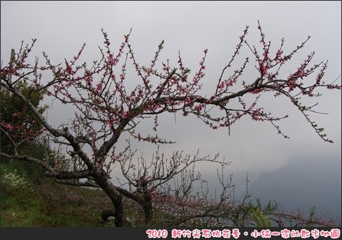 20100327-0006尖石桃花.JPG