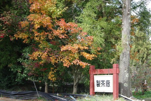 IMGP2357.JPG