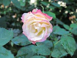 IMG_0304.JPG