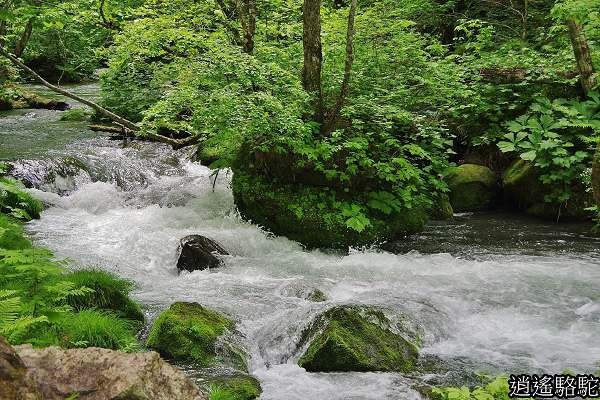 奧入瀨溪(石戶→馬門橋)-青森駱駝