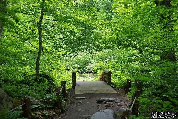 奧入瀨溪(石戶→馬門橋)-青森駱駝