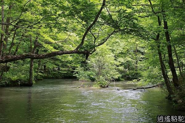 奧入瀨溪(石戶→馬門橋)-青森駱駝