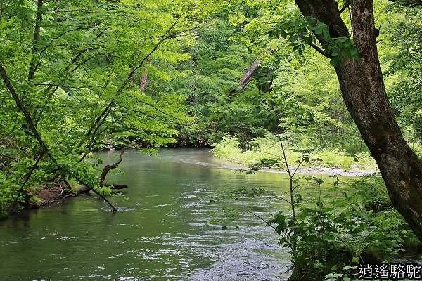 奧入瀨溪(石戶→馬門橋)-青森駱駝