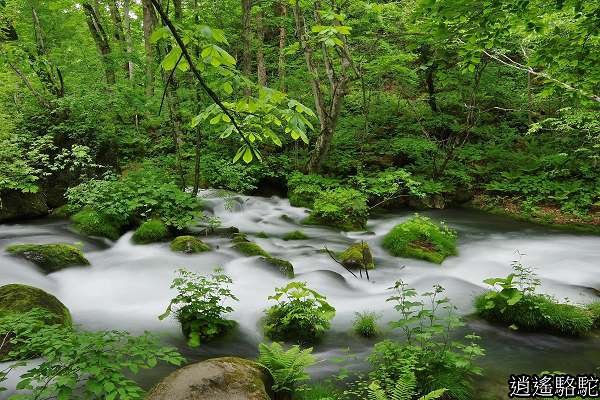 奧入瀨溪(石戶→馬門橋)-青森駱駝