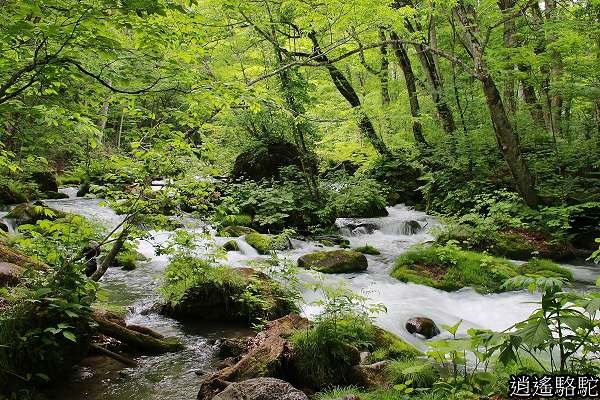 奧入瀨溪(石戶→馬門橋)-青森駱駝