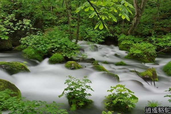 奧入瀨溪(石戶→馬門橋)-青森駱駝