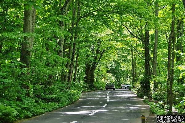 奧入瀨溪(石戶→馬門橋)-青森駱駝