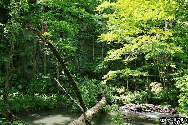 奧入瀨溪(石戶→馬門橋)-青森駱駝