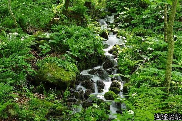 奧入瀨溪(石戶→馬門橋)-青森駱駝