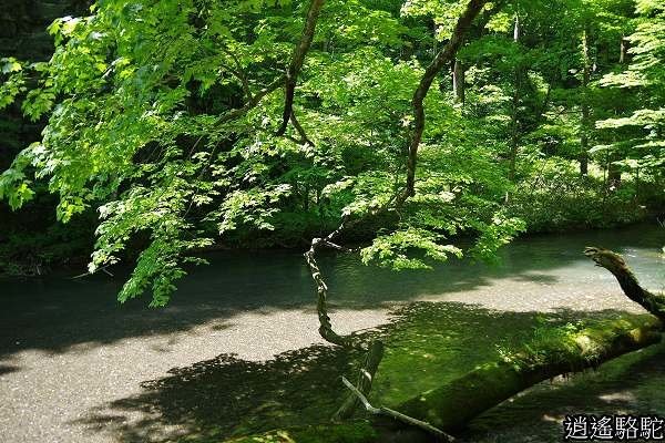 奧入瀨溪(石戶→馬門橋)-青森駱駝