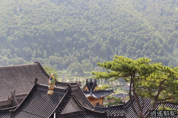 五臺山菩薩頂-山西駱駝