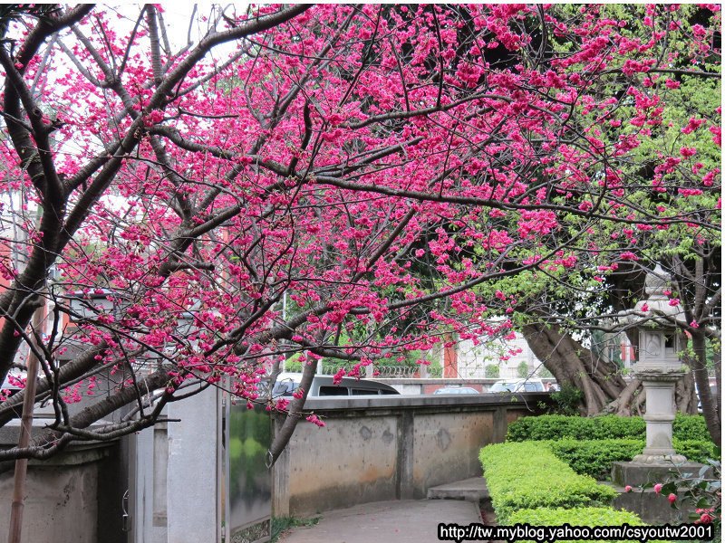 楊梅回善寺-桃園駱駝