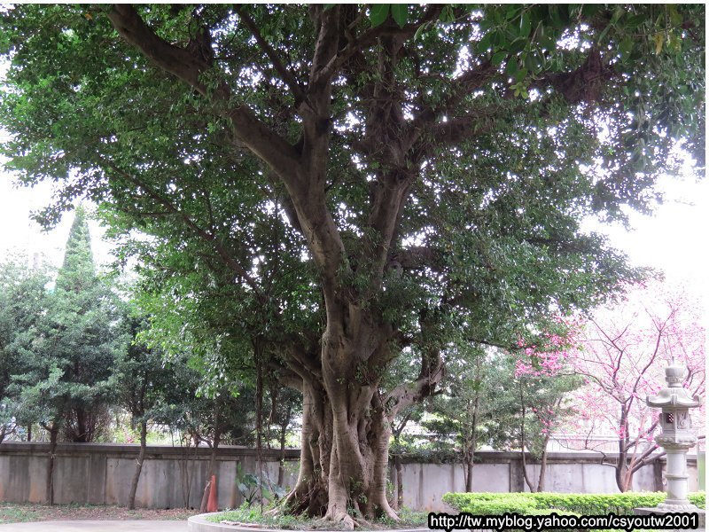 楊梅回善寺-桃園駱駝