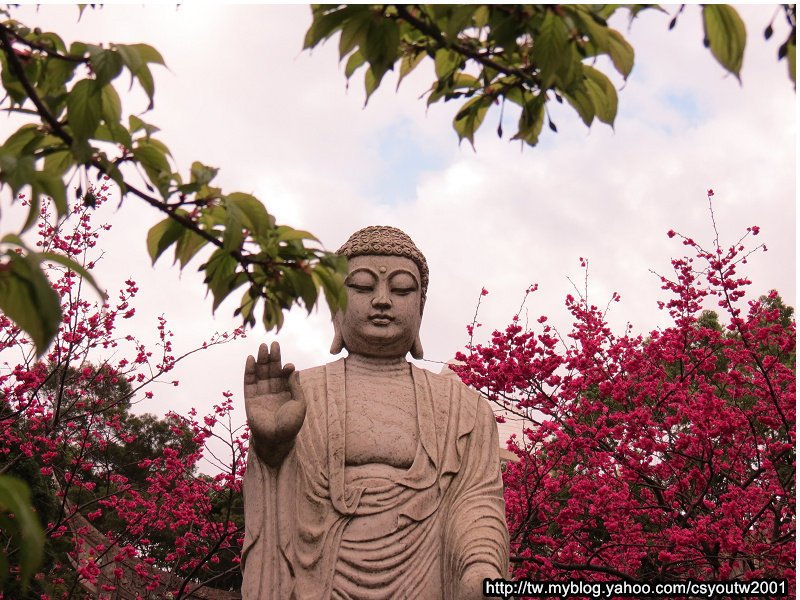 楊梅回善寺-桃園駱駝