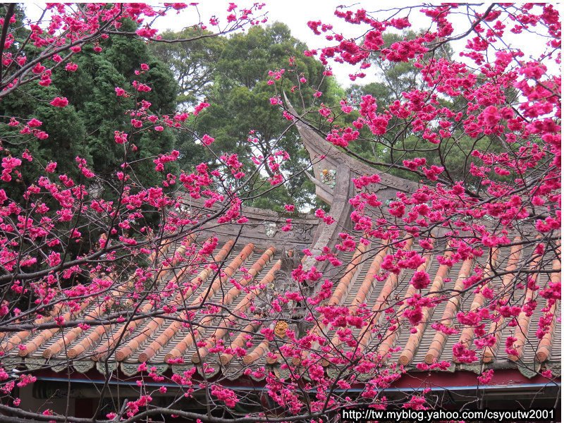 楊梅回善寺-桃園駱駝