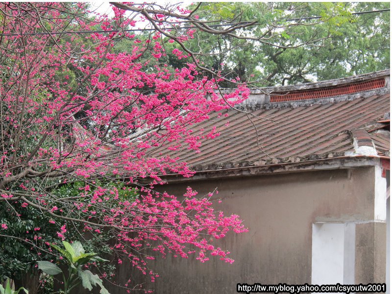 楊梅回善寺-桃園駱駝