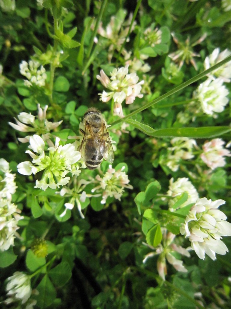 里拉(RILA)-索菲亞(SOFIA)回程路上買蜂蜜、草莓-