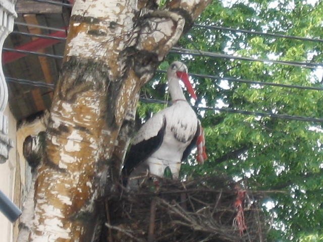 鸛鳥村The White Stork(送子鳥)-保加利亞駱駝