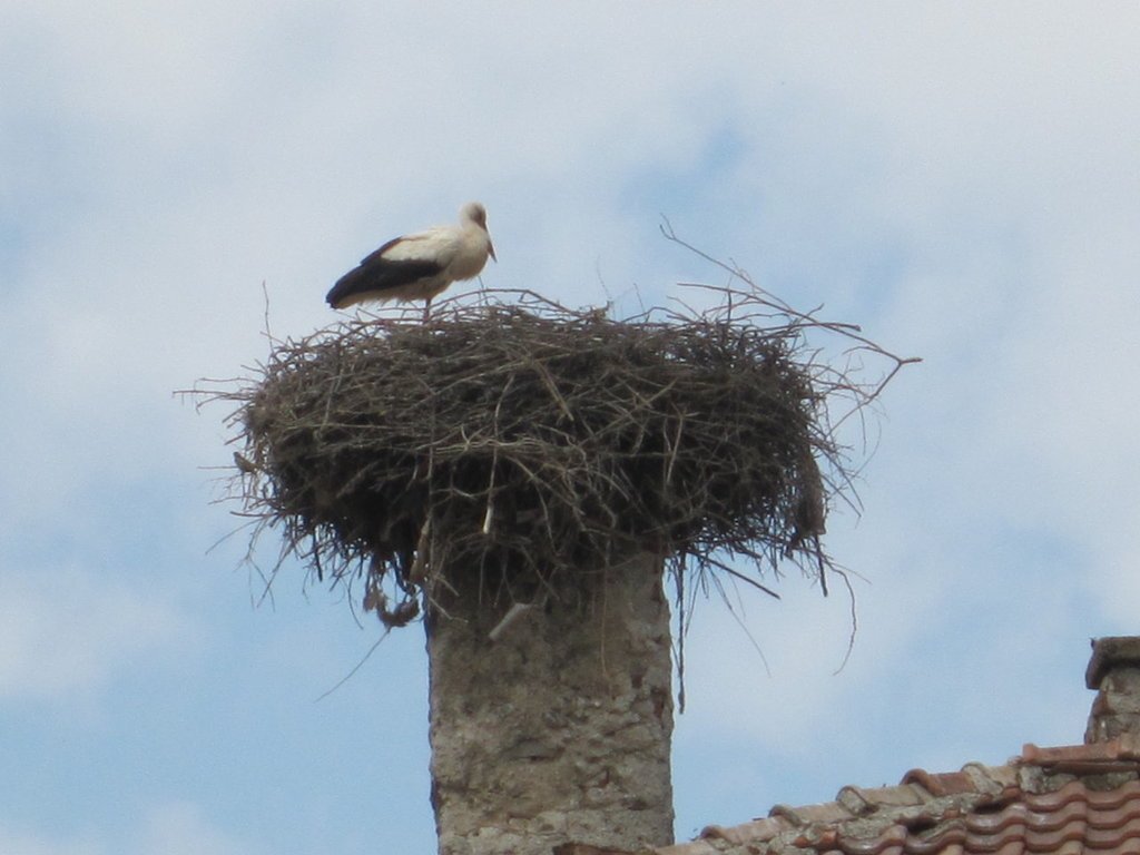 鸛鳥村The White Stork(送子鳥)-保加利亞駱駝