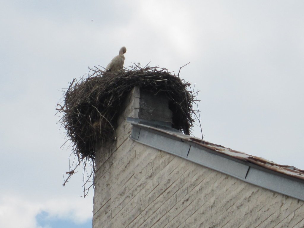 鸛鳥村The White Stork(送子鳥)-保加利亞駱駝