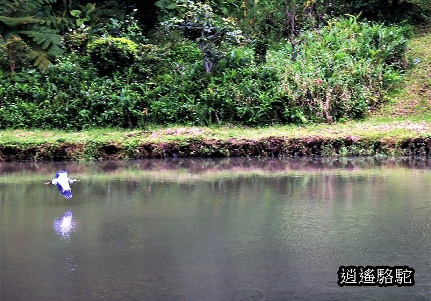 P19.jpg