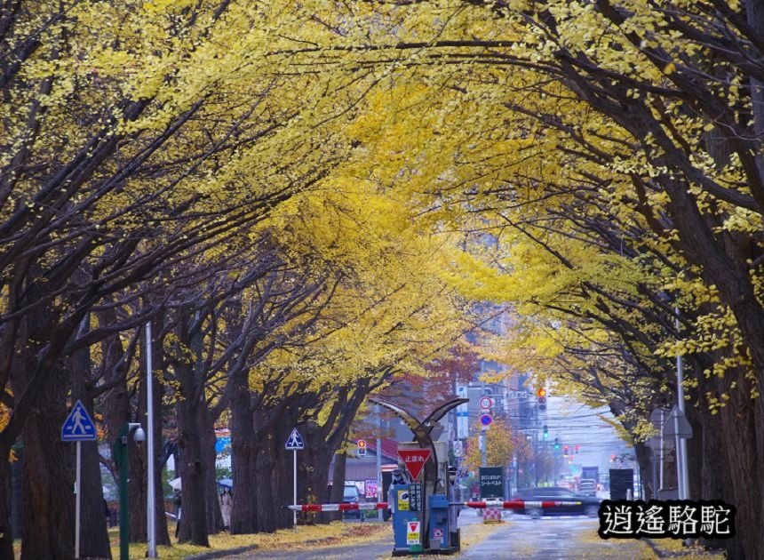 北海道大學イチョウ並木-日本駱駝