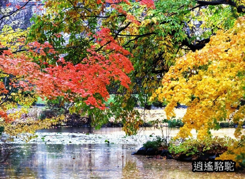 舊道廳深秋庭園-日本駱駝