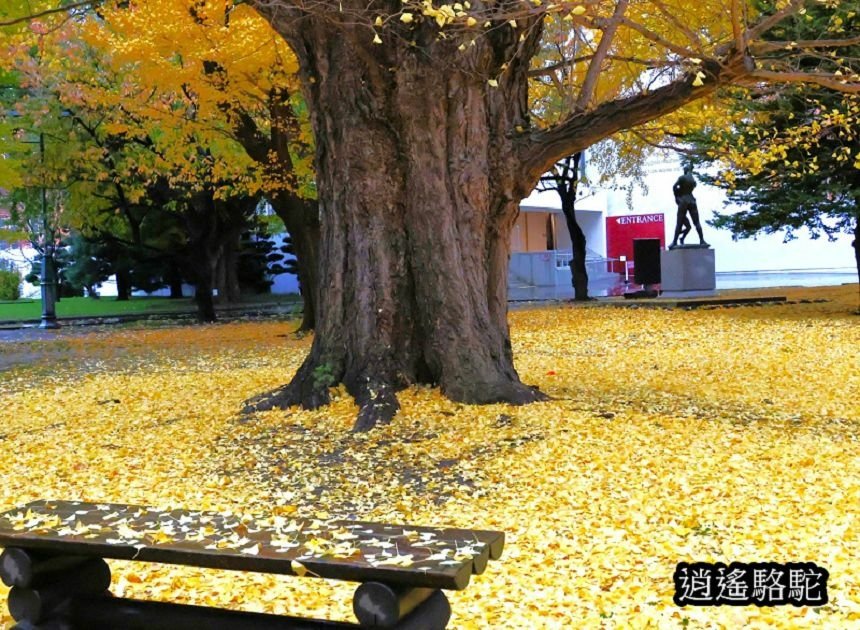 舊道廳深秋庭園-日本駱駝