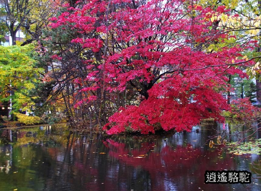 舊道廳深秋庭園-日本駱駝