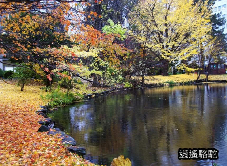 舊道廳深秋庭園-日本駱駝