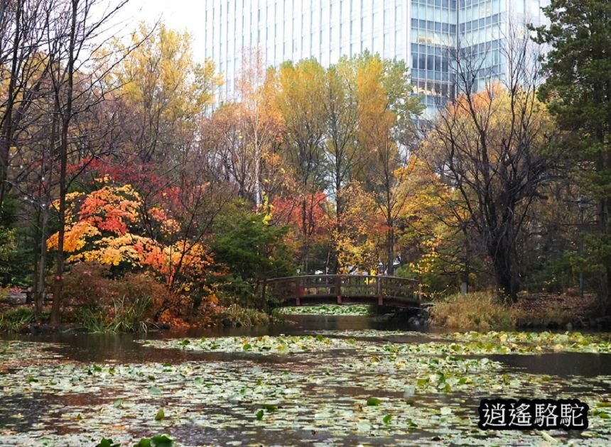 舊道廳深秋庭園-日本駱駝