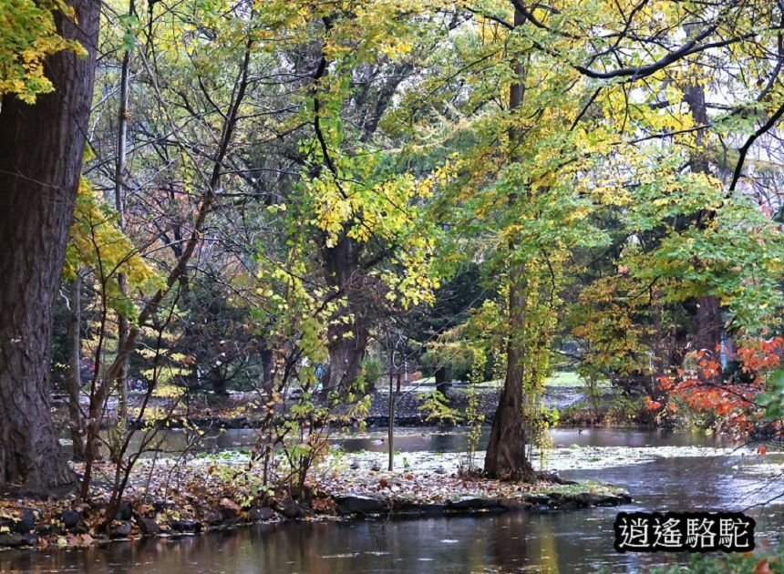 舊道廳深秋庭園-日本駱駝