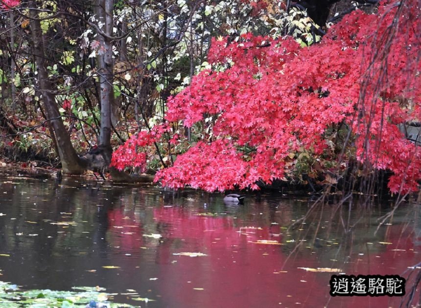 舊道廳深秋庭園-日本駱駝