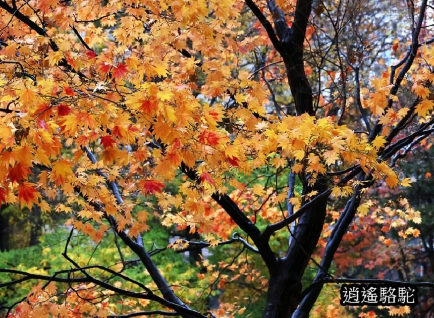 舊道廳深秋庭園-日本駱駝