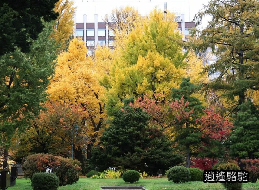 舊道廳深秋庭園-日本駱駝