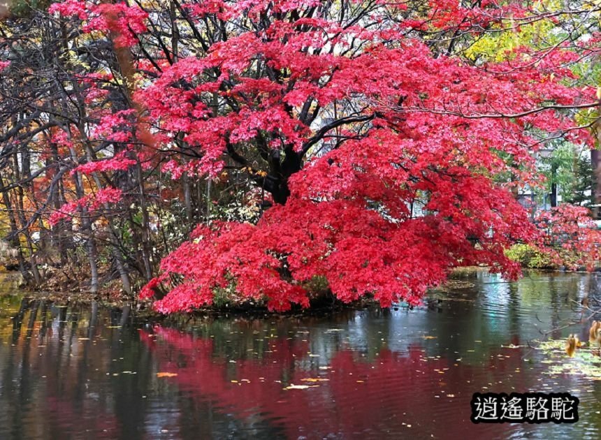 舊道廳深秋庭園-日本駱駝