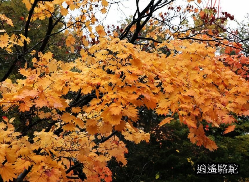 舊道廳深秋庭園-日本駱駝