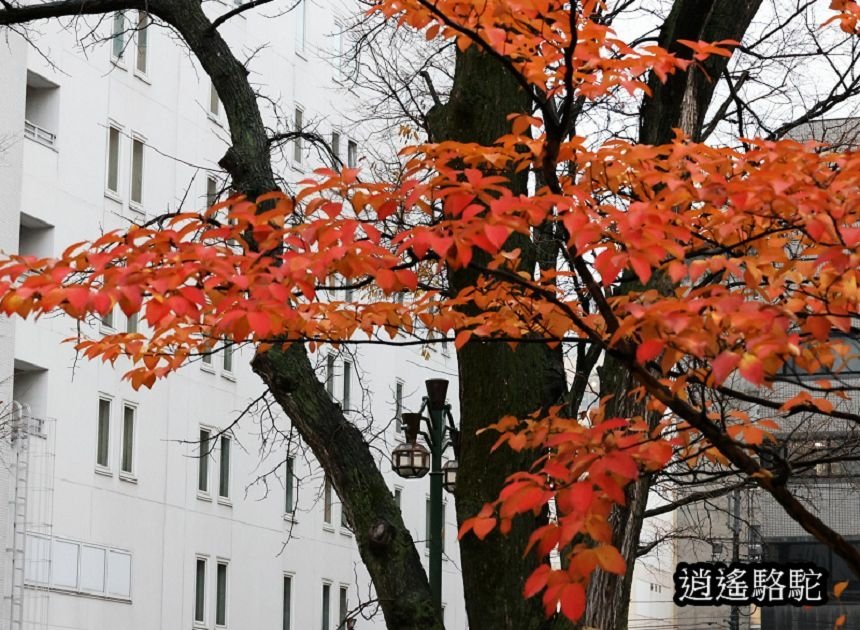 深秋寒雨中的大通公園-日本駱駝