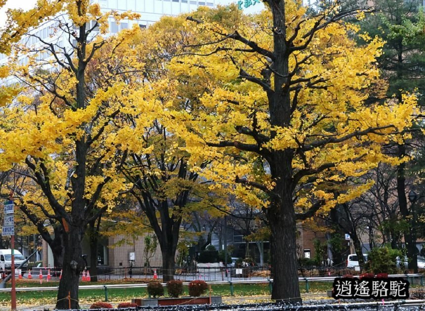 深秋寒雨中的大通公園-日本駱駝