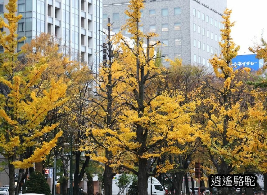 深秋寒雨中的大通公園-日本駱駝